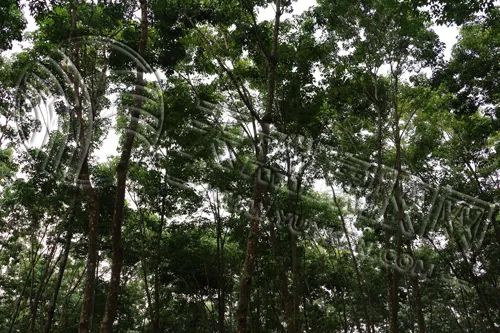 橡胶:步入淡季迷局 短期震荡成主旋律