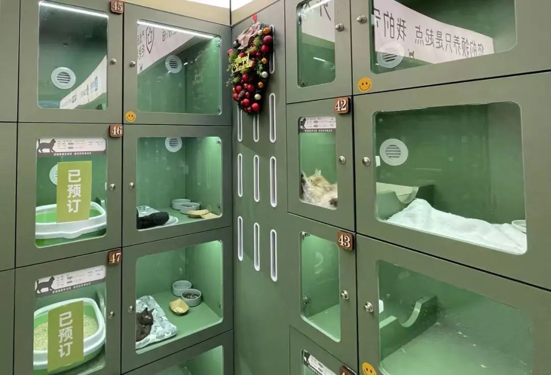 “猫贷”,一场事先告知的宠物销售“阳谋”?