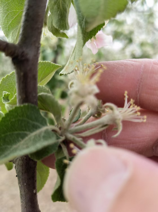 罕见，沙尘最远吹到海南！多地出现极端天气，哪些品种会受影响？