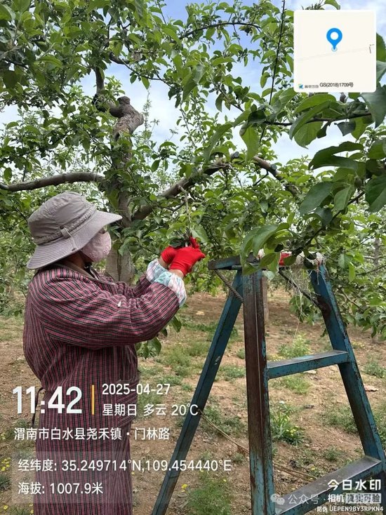 【中财研究】2025年新季苹果坐果调研纪实(西部部分产区篇)