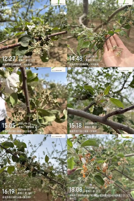 【中财研究】2025年新季苹果坐果调研纪实(西部部分产区篇)