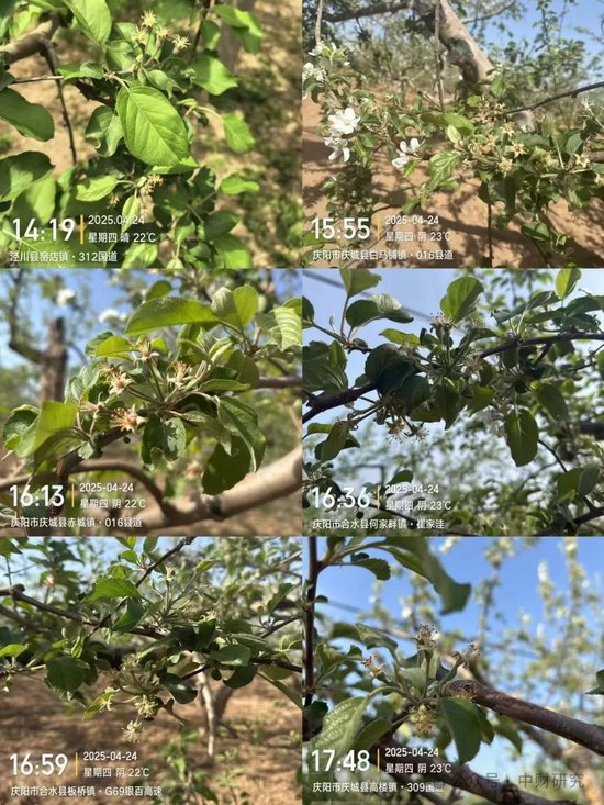 【中财研究】2025年新季苹果坐果调研纪实(西部部分产区篇)