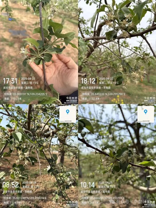 【中财研究】2025年新季苹果坐果调研纪实(西部部分产区篇)