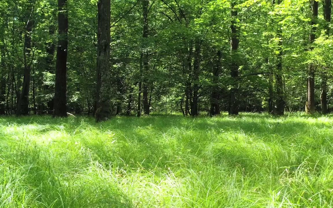 森林树叶怎么获得? 森林树叶怎么获得?